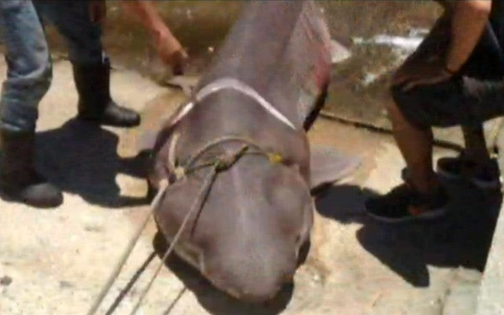 Τέταρτος καρχαρίας στα δίχτυα Ελλήνων ψαράδων μέσα σε ένα μήνα – Δείτε βίντεο